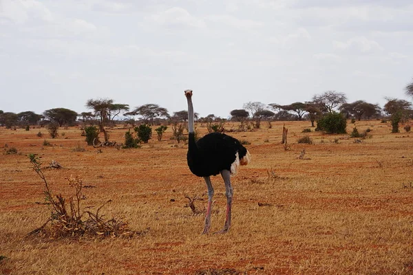 Mannelijke Masai Struisvogel Afrikaanse Savanne Tsavo East National Park Taita — Stockfoto