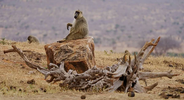 2023年7月 在肯尼亚泰塔塔塔维塔县的Tsavo East国家公园 黄狒狒栖息在非洲稀树草原上 那是一个阳光明媚的温暖冬日 图库照片