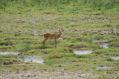 Erkek Bohor Reedbuck, 2023 'te sıcak kış günü Kenya' nın Kajiado ilçesindeki Amboseli Ulusal Parkı 'nda Afrika savanasında.