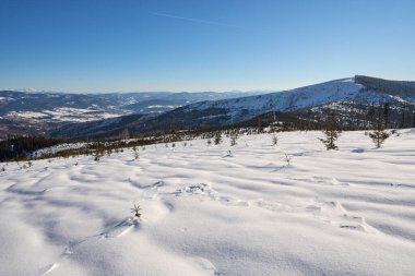 Karlı Lea ve Barania Gora, 1220 metre Avrupa Silezya Beskid Dağları 'nda, Polonya, açık mavi gökyüzü 2022' de güneşli bir kış günü