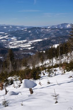 Polonya 'daki Avrupa Bialy Krzyz yakınlarındaki Silesian Beskid dağlarındaki orman, 2022 yılındaki açık mavi gökyüzü - dikey olarak güneşli bir kış günü -