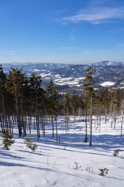 Polonya 'daki Avrupa Bialy Krzyz yakınlarındaki Silesian Beskid dağlarındaki ormanlık alan, 2022 yılındaki açık mavi gökyüzü - dikey olarak güneşli bir kış günü -