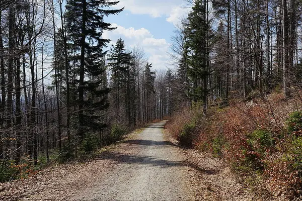 stock image Forest path in Silesian Beskids near European Szczyrk town in Poland, clear blue sky in 2023 warm sunny spring day on April.