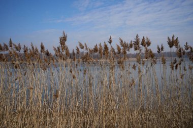 Polonya 'nın Silezya bölgesindeki Goczalkowice kasabasında Reed ve Pond, Mart' ın 2022 'sinde sıcak ve güneşli bir kış gününde açık mavi gökyüzü.