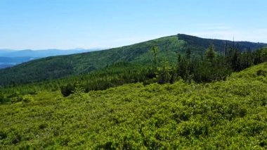 Barania Gora zirvesi, Polonya 'nın Avrupa Wisla kasabası yakınlarındaki Silesian Beskids' ta 1220 metre, Haziran 'ın 2024 güneşli bahar gününde açık mavi gökyüzü..