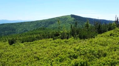 Polonya 'nın Avrupa Wisla kasabası yakınlarındaki Silesian Beskids' ta 1220 metre yükseklikteki Barania Gora zirvesi, 2024 'ün güneşli bahar gününde açık mavi gökyüzü.