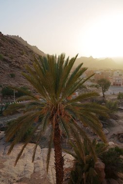 Güneş, Tiznit, Souss-Massa, Fas 'taki Afrika Tafraout şehrinde palmiye ağacının üzerinde batıyor. Ocak' ta 2023 'te açık mavi gökyüzü, soğuk ve güneşli bir kış günüydü.