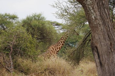 Afrika Masai zürafası TANZANIA 'nın Manyara bölgesindeki Tarangire Milli Parkı' nda savanada, güneşli bir kış günü 2024 'te bulutlu bir gökyüzü..