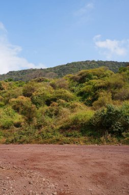 TANZANIA 'nın Arusha bölgesindeki Afrika Gölü Manyara Ulusal Parkı' nda orman, Temmuz 'un sıcak ve güneşli 2024' ünde bulutlu mavi gökyüzü - dikey