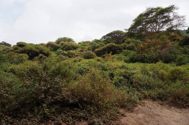 Afrika Gölü 'ndeki Bush Manyara Ulusal Parkı TANZANZANIA bölgesindeki Arusha Bölgesi' nde, bulutlu mavi gökyüzü 2024 'te güneşli bir kış günü.