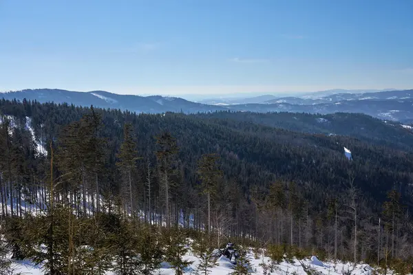 Polonya 'da Avrupa Bialy Krzyz yakınlarındaki Silesian Beskid Dağları' ndaki orman, 2022 yılının soğuk ve güneşli kış gününde açık mavi gökyüzü.