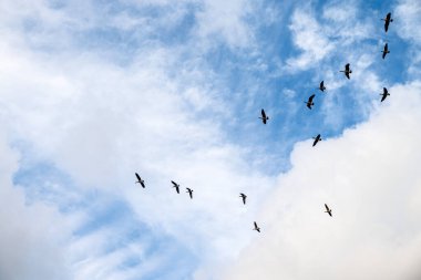 Troudale Oregon 'da bir parkın üzerinde uçan kazlar..