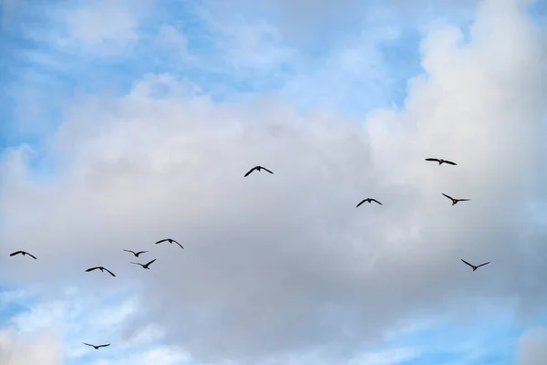 stock image Geese in flight over a park in Troudale Oregon state.