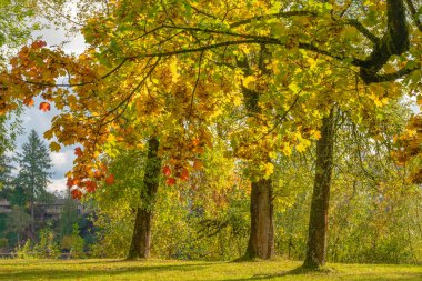 Fairview Oregon eyaletinde sonbahar havası ve renk değişiklikleri.