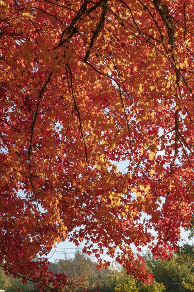 Red Autumn Colors Lights Coming Leaves Oregon State — Stock Photo, Image