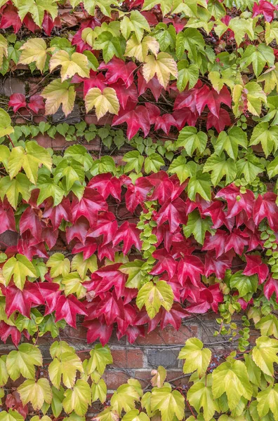 俄勒冈州的天然挂毯色树叶墙 — 图库照片