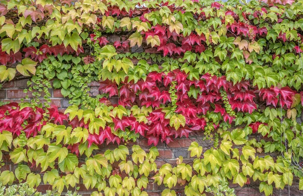 stock image Wall of natural tapestry colorful leaves Oregon state. 