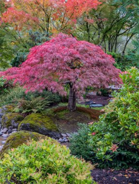 Japanese garden in fall Gresham Oregon state. clipart