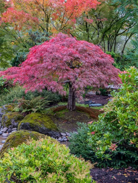 Японський Сад Восени Грешам Орегон — стокове фото
