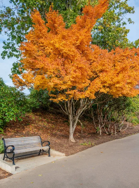 Cores Outono Banco Parque Portland Oregon — Fotografia de Stock