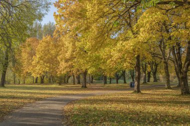 Oregon eyaletindeki bir halk parkında altın sonbahar mevsimsel değişiklikler. 