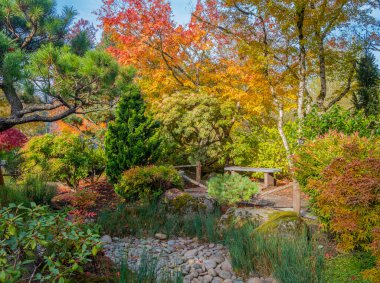 Gresham Oregon eyaletindeki bir parkta doğa renkleri.