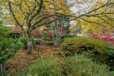 Gresham Oregon eyaletindeki bir parkta doğa renkleri.