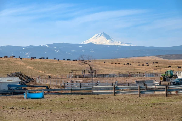Cattle Ranch Hood Backdrop Eastern Oregon — Stock Photo, Image