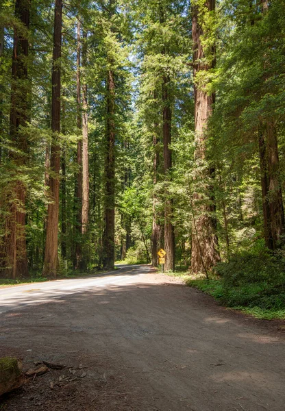 Avenue Des Géants Dans Forêt Nord Californie — Photo
