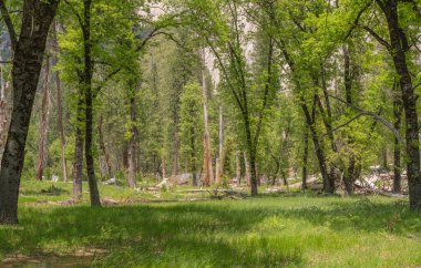Yosemite Ulusal Parkı Yosemite California eyaletine düştü.