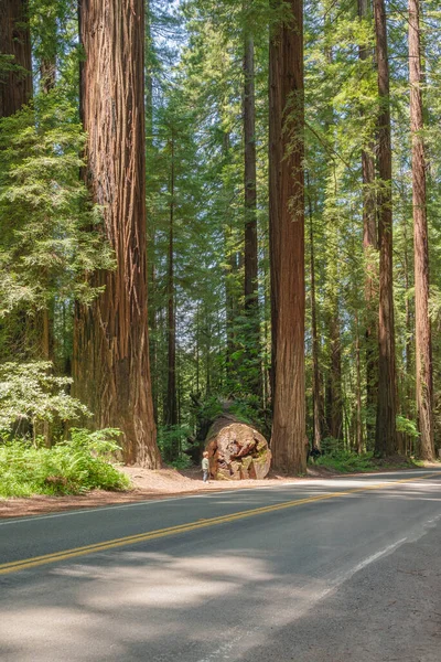 Avenue Van Reuzen Het Noorden Van Californië Bos — Stockfoto
