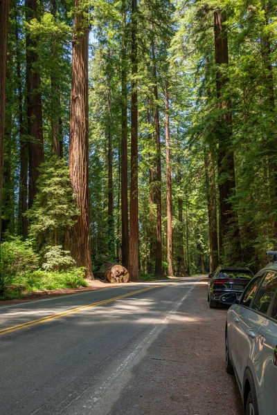 Avenue Van Reuzen Het Noorden Van Californië Bos — Stockfoto