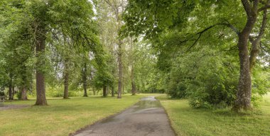 Oregon 'da halka açık bir parkta yağmurdan sonra yeşil büyüme.