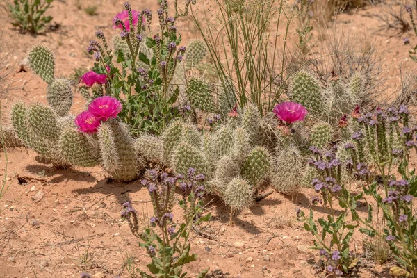 Cactus desert flowers and plants in Glen Canyon Utah state.