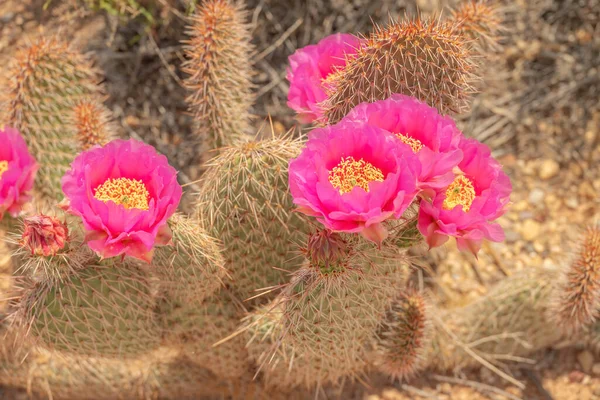 犹他州格伦峡谷地区的仙人掌沙漠花卉和植物 免版税图库照片
