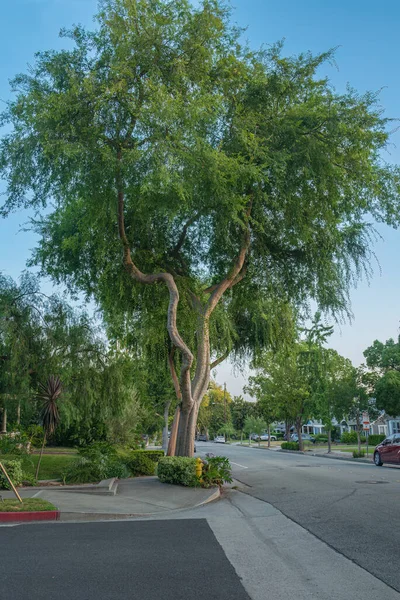 Stort Träd Monrovia California Kvartersgata — Stockfoto