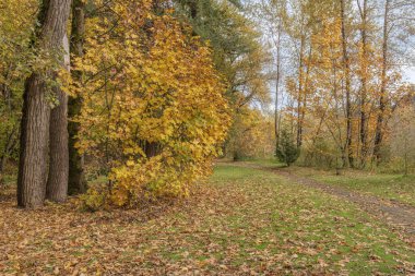 Oregon 'da halka açık bir parkta renkli bir sonbahar sezonu.