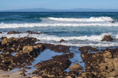 Monterey California kıyı şeridi okyanus kayaları ve kuşlar.