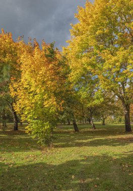 Troutdale Oregon eyaletinde sonbahar sezonu ve renk değişimi.