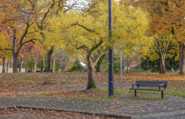 Gresham Oregon eyaletinde sonbahar havası ve renk değişimi.