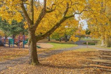 Bir arazide Altın Sonbahar Mavi Göl Parkı Oregon Eyaleti.