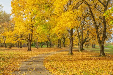 Bir arazide Altın Sonbahar Mavi Göl Parkı Oregon Eyaleti.