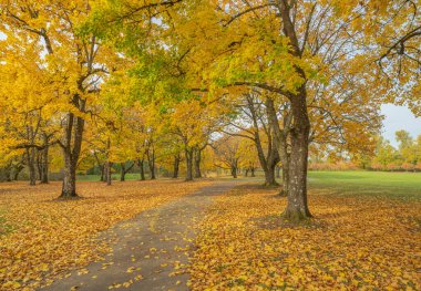 Bir arazide Altın Sonbahar Mavi Göl Parkı Oregon Eyaleti.