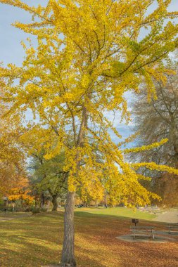 Bir arazide Altın Sonbahar Mavi Göl Parkı Oregon Eyaleti.