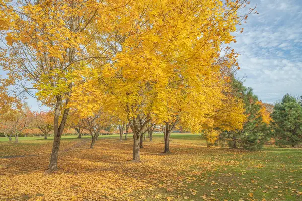 Bir arazide Altın Sonbahar Mavi Göl Parkı Oregon Eyaleti.