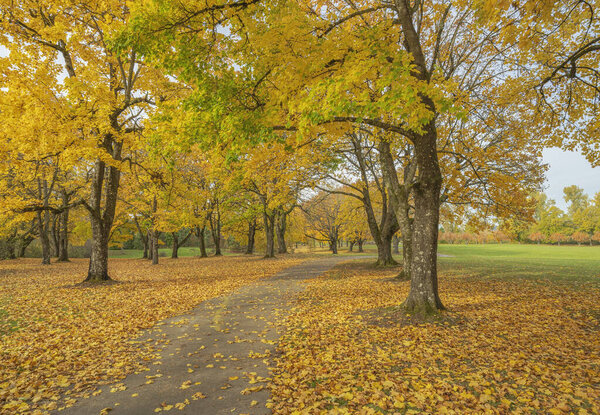 Golden Autumn in a landscape Blue lake park Oregon state.