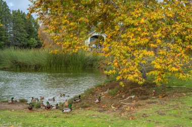 Autumn season and colorful leaves with a pond in a state park in California. clipart