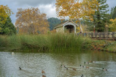 Autumn season and colorful leaves with a pond in a state park in California. clipart