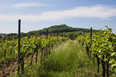 Springtime vineyard with tall grass under castle ruins. Cultivation of the grapevine in the south of Moravia, Czech Republic