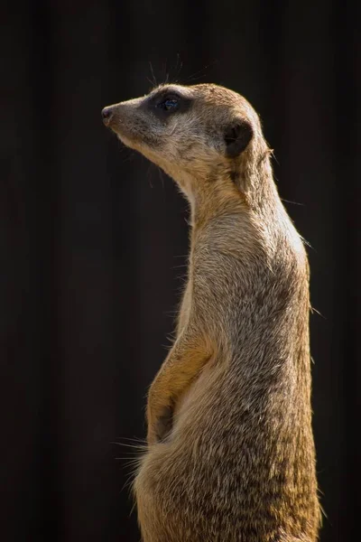 Small animal suricata (or meerkat) with brown fur observing its surroundings. The picture was taken at the zoo